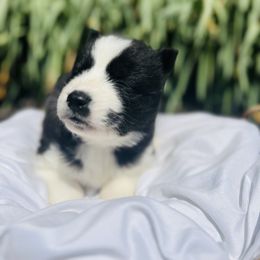 Siberian Husky Puppies from Wooly Woof Siberians