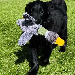 Golden Retriever Puppies from Firefly’s Retrievers