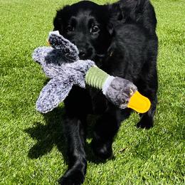 Golden Retriever Puppies from Firefly’s Retrievers