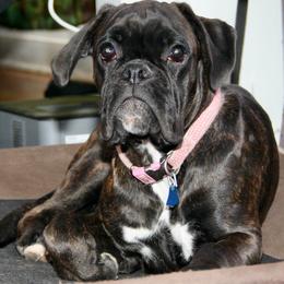 Boxers from HubertTotzke Boxer Kennels