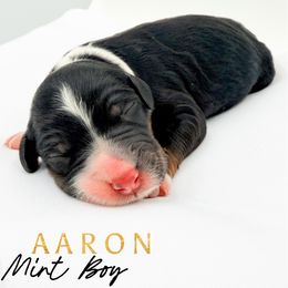 AARON - Tri-color male Bernedoodle puppy in Tipton, Indiana from Country Creek Doodles