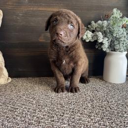 Wilder - Brown male Chesapeake Bay Retriever puppy in Ulen, Minnesota from North Wind Gundogs