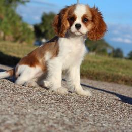 Cavalier King Charles Spaniel Puppies from Ohana Cavaliers