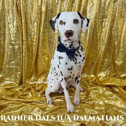Dalmatian Puppies from Rainier DALS LUA Dalmatians