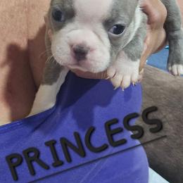 Princess BubbleGum Girl 3 (5th born) - Blue female Boston Terrier puppy in Versailles, Indiana from Benhams Bostons