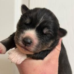 Aura - Black tan and white female Siberian Husky puppy in London, Ohio from Rose Trail Siberian’s