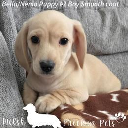 Puppy 2 - Cream male Dachshund puppy in Anamosa, Iowa from Melsh Precious Pets