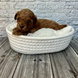 Thumper - Red  male Poodle puppy in Riverside, California from Red Toy Poodle World