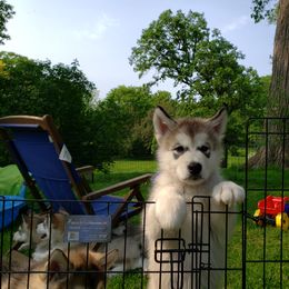Alaskan Malamute Puppies from Delphi Alaskan Malamutes