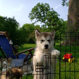 Alaskan Malamute Puppies from Delphi Alaskan Malamutes