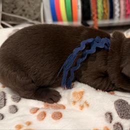 Navy Collar Male - Chocolate male Labrador Retriever puppy in Gainesville, Georgia from Rucker Retrievers