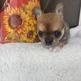 Cavalier King Charles Spaniel, Chihuahua, Goldendoodle, and Shihpoo Puppies from That’s My Puppy