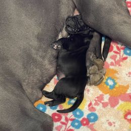 Great Dane Puppies from Lazuli Great Danes