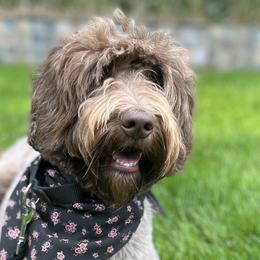 Australian Labradoodles from Glacier Peak Labradoodles