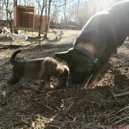 German Shepherd Puppies from Reddington Shepherds