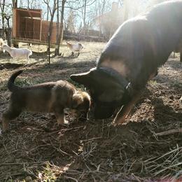 German Shepherd Puppies from Reddington Shepherds