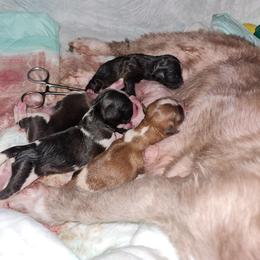 Girl 1 - Red and white female Shih Tzu puppy in Bethlehem, Pennsylvania from Cinnamon's Shih Tzus