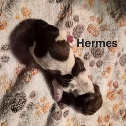 Hermes - Piebald male Dachshund puppy in Sibley, Missouri from Weiner Warriors
