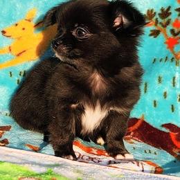 Helen - Black and white female Chihuahua puppy in Chesapeake, Virginia from Elsbeth's Chihuahuas