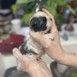 Shih Tzu Puppies from Willow Lane Shih Tzus