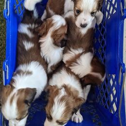 Nederlandse Kooikerhondje Puppies from Lenders Land