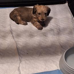 Dachshund Puppies from A&R Dachshund