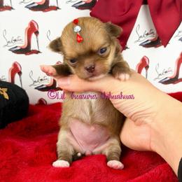 Little Rock - Fawn female Chihuahua puppy in Anderson, South Carolina from Lil Treasures Chihuahuas