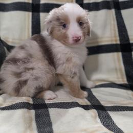 Green Collar - Red merle female Miniature American Shepherd puppy in Statesboro, Georgia from Azure Miniature American Shepherds