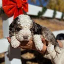 Ranger - Blue merle male Bernedoodle puppy in Thatcher, New Mexico from Brush Fire Doodles