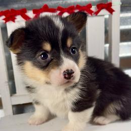 Jack - Black and tan male Pembroke Welsh Corgi puppy in Hotchkiss, Colorado from Grand Mesa Corgis