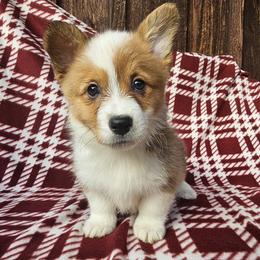 Madame Morrible - Red female Pembroke Welsh Corgi puppy in Castle Rock, Washington from Heckman Corgis