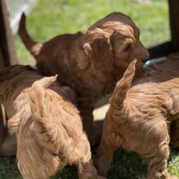 Goldendoodle Puppies from Coal Country Doodles