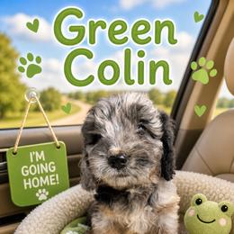 Colin dark green - Merle male Goldendoodle puppy in North Branch, Michigan from Graceful Miniature Goldendoodles