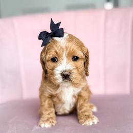 Midnight - Buff and white female Cockapoo puppy in West Haven, Utah from Split Mountain Doodles