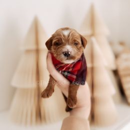 Rich - RL Christmas - Red  male Goldendoodle puppy in Syracuse, Indiana from The Doodle Cove