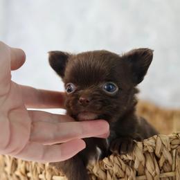 Ziggy 3950 - Chocolate and white male Chihuahua puppy in Beaumont, Texas from Down south pups