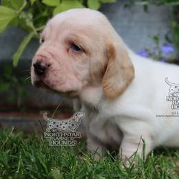 Netflix - Lemon and white male Basset Hound puppy in Pollock, Missouri from Northstar