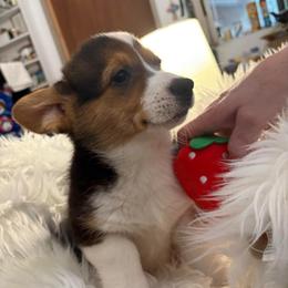 Tri female - Black and tan female Pembroke Welsh Corgi puppy in Mountain View, Hawaii from Celtic Corgis