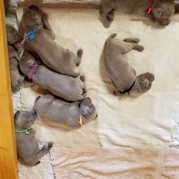 Weimaraner Puppies from Big River Weimaraners