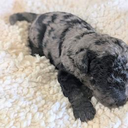 Bergie - Blue merle male Bernedoodle puppy in Sparta, Missouri from Sis' Doodles & Poodles