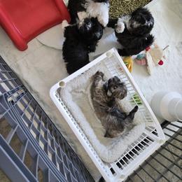 Havanese Puppies from Sandia
