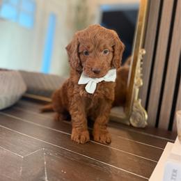 Bravo only boy - Red  male Goldendoodle puppy in Queen Creek, Arizona from Sunny Doodles