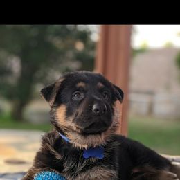 German Shepherd Puppies from Flussufer German Shepherds