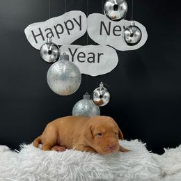 Gray collar - Yellow male Labrador Retriever puppy in Heath Springs, South Carolina from Rich Hill Retrievers