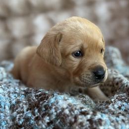 Labrador Retriever Puppies from Knotty Creek Labradors