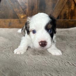 Quest - Red merle male Miniature Australian Shepherd puppy in Oroville, Washington from High Mountain Aussies