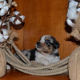 Gemma - Blue merle female Australian Shepherd puppy in Marshall, Texas from Flying S Aussies