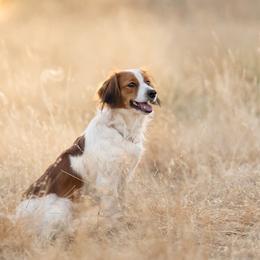 Hazel - Nederlandse Kooikerhondje