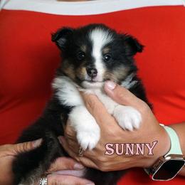 Pomsky, Shetland Sheepdog, and Toy Shetland Sheepdog Puppies from Mountain High Kennels