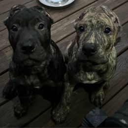 Ojo - Tiger male Perro de Presa Canario puppy in Lenexa, Kansas from Medianoche GatoPerros
